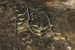 Dendrobium macrostachyum